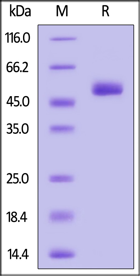 IL1-H5269-sds