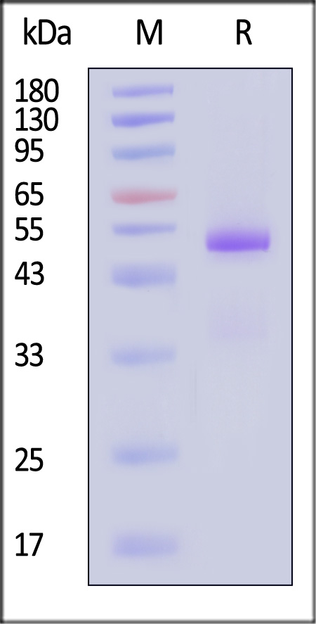 IL1-M5243-sds