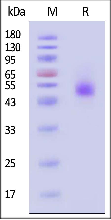 IL2-H4226-sds