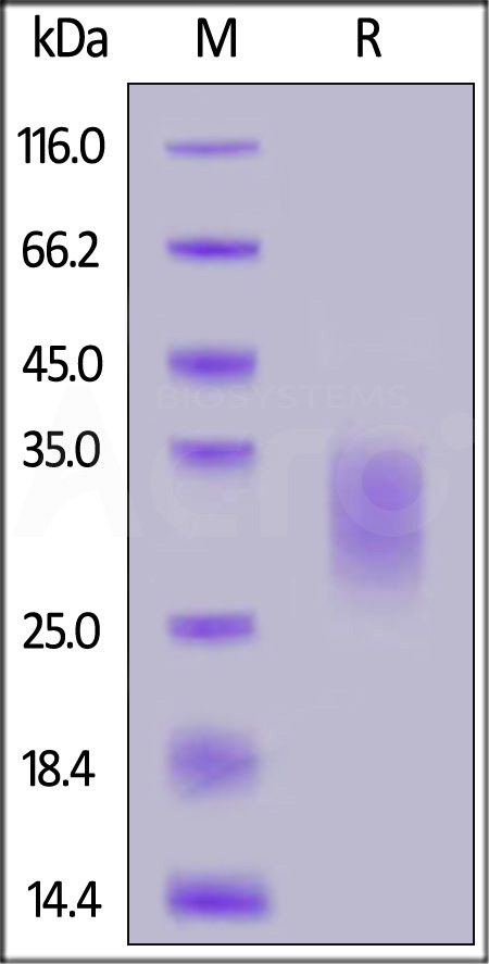 IL2-H8247-sds