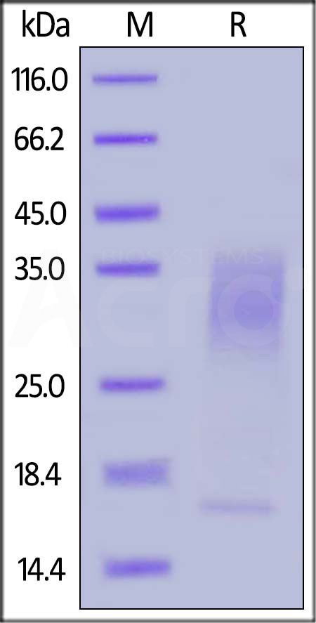 IL-13 SDS-PAGE