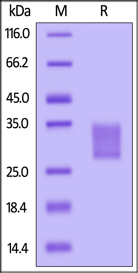 IL6-M82Q7-sds