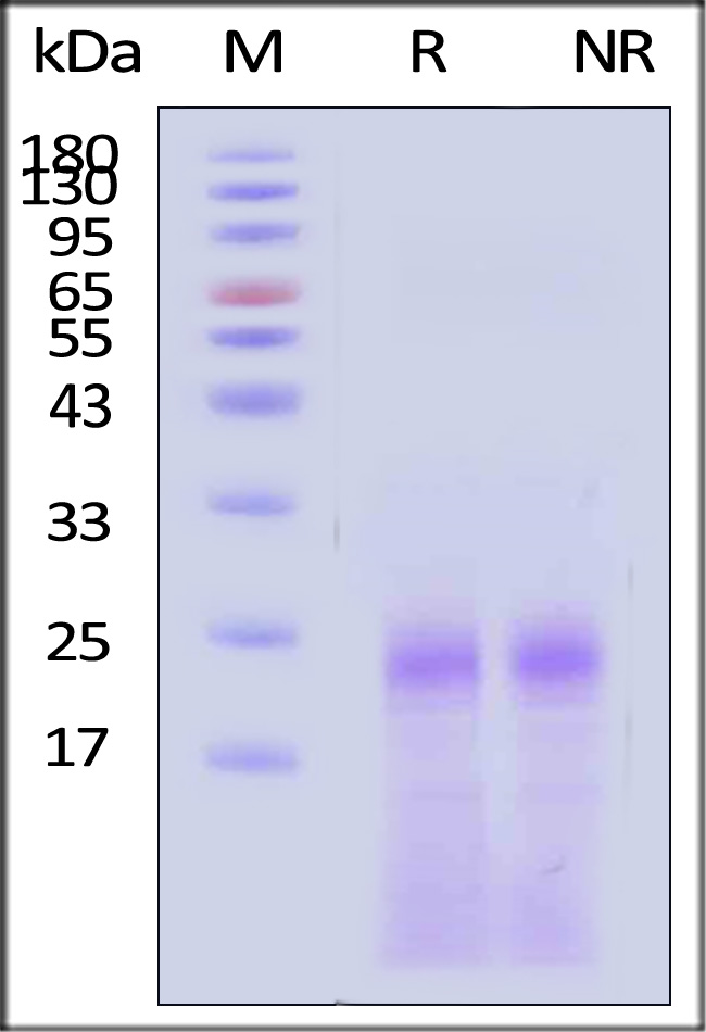 ILA-H5214-sds