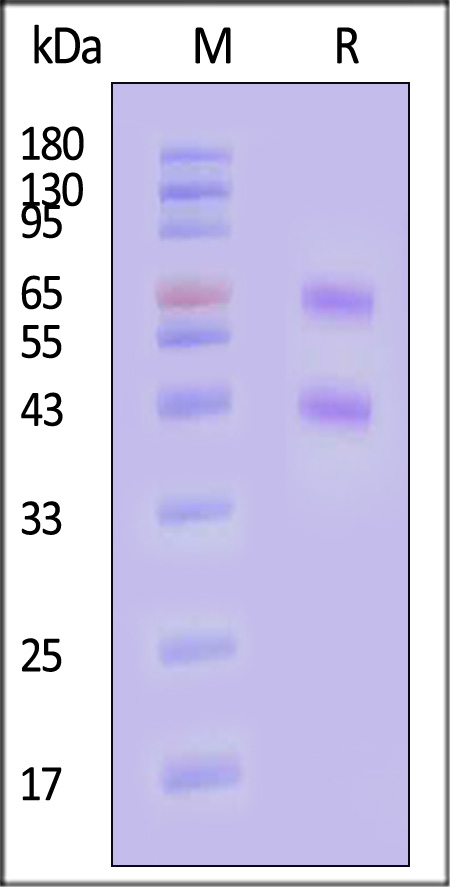 ILG-H5283-sds