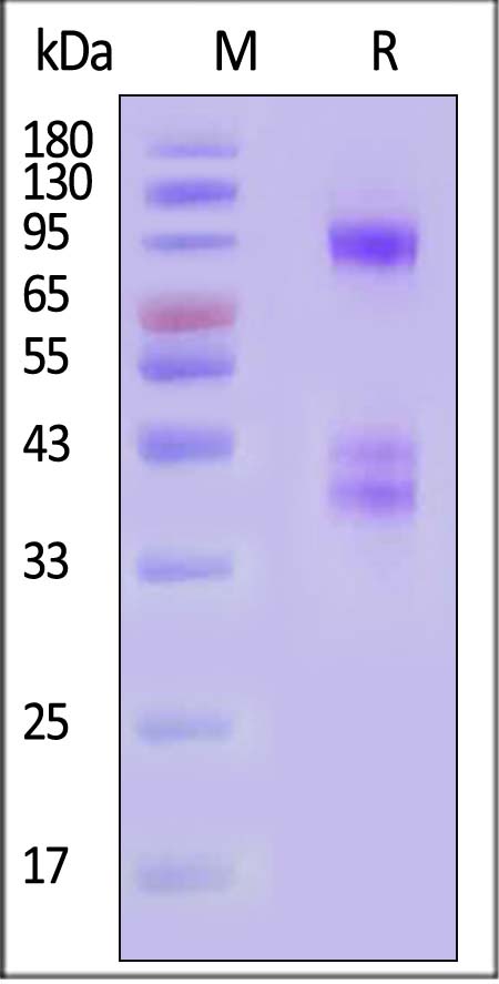 ILG-H52W9-sds