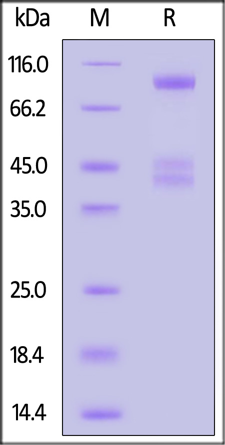 ILG-H82W9-sds