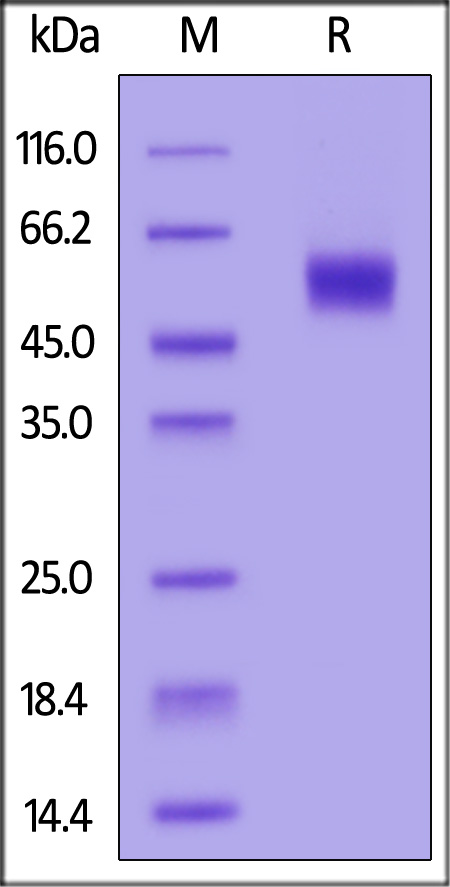 ILP-C52H5-sds