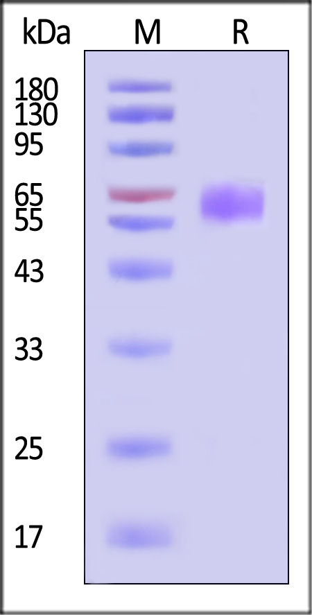 ILP-H5253-sds