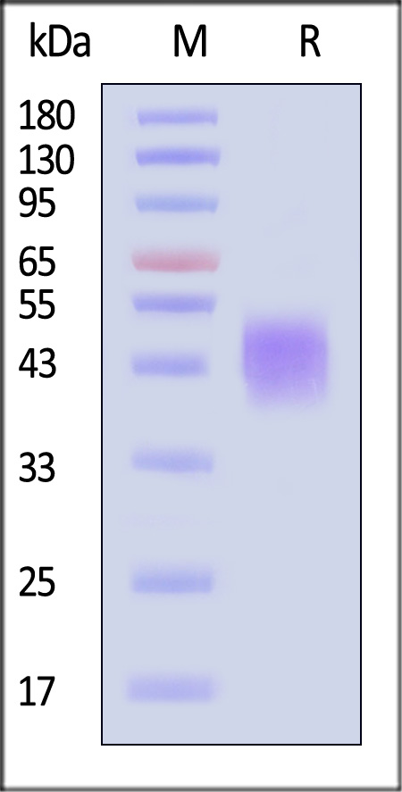 ILR-C52H8-sds