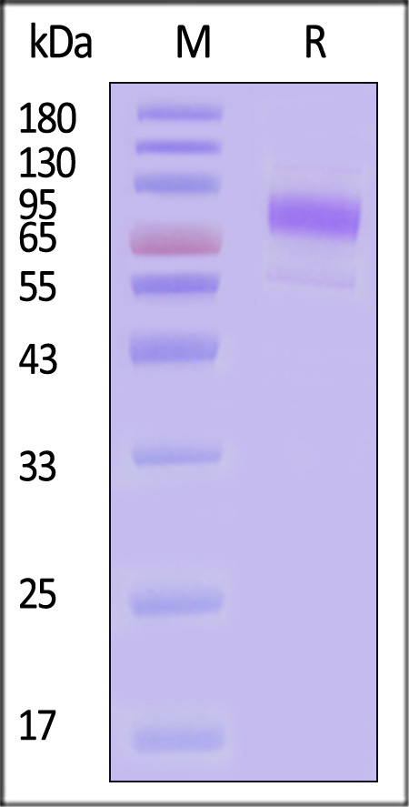 ILR-M5254-sds