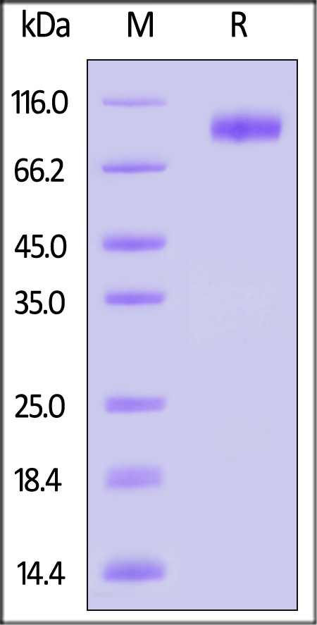 ILT-H52H2-sds