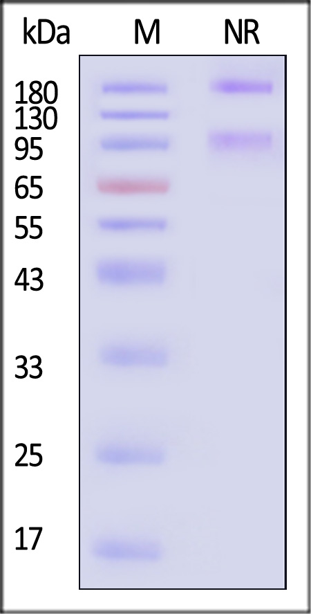 Integrin alpha 1 beta 1 SDS-PAGE