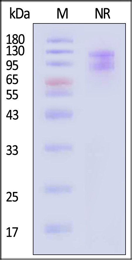 IT1-C52W4-sds