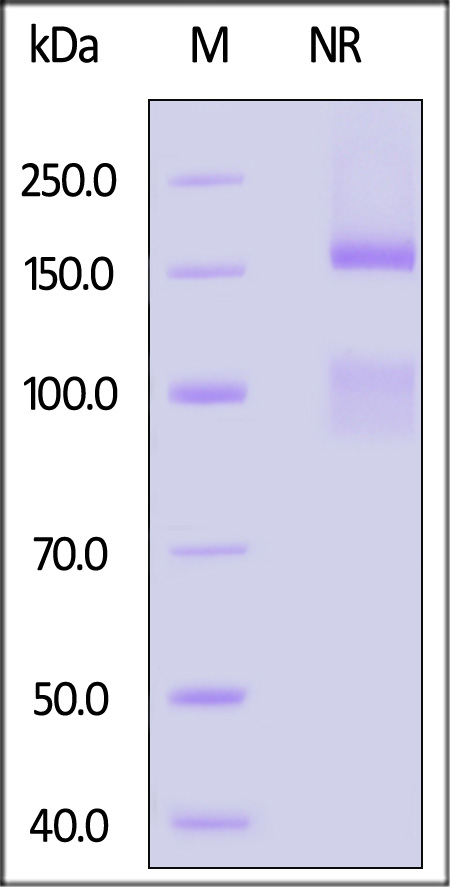 IT1-C52W9-sds