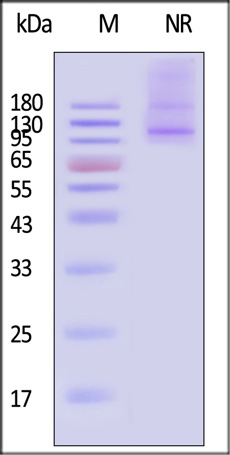 IT1-C53W3-sds