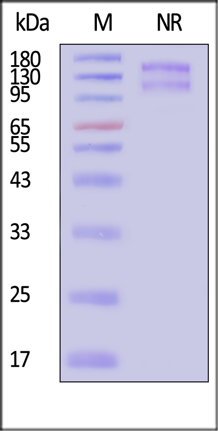 IT1-H5213-sds