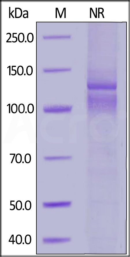 IT1-H52W8-sds