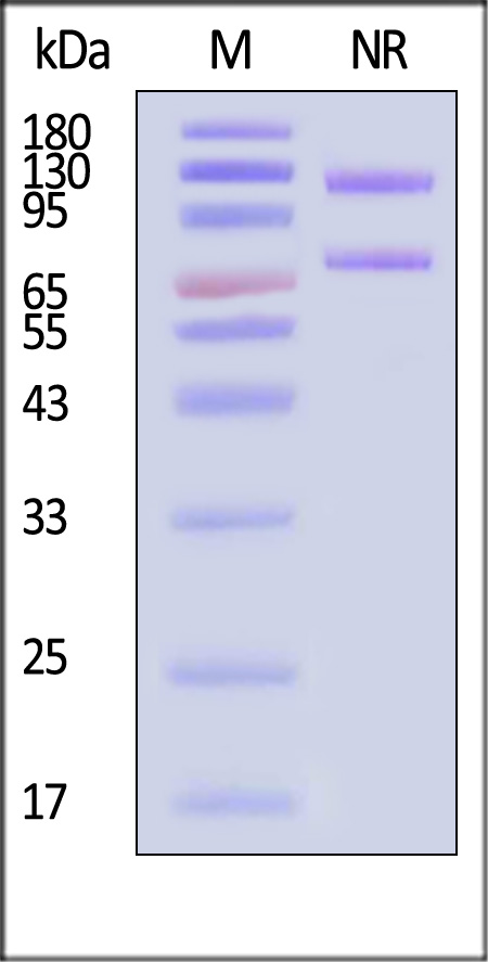 IT3-H82W3-sds