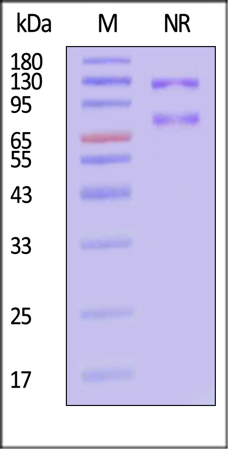 IT6-M52E3-sds