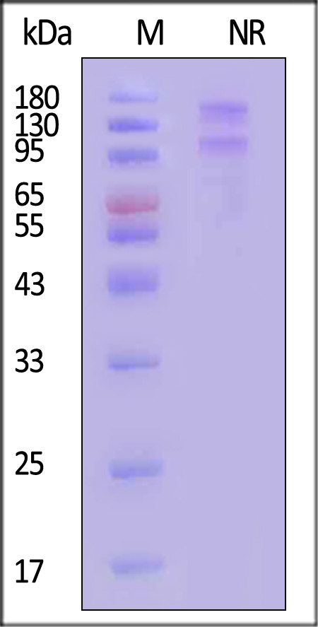 IT7-C52W3-sds