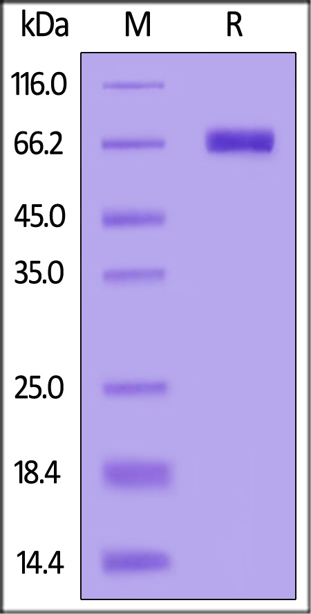 Human KIR2DL3, Fc Tag (Cat. No. KI3-H5258) SDS-PAGE gel