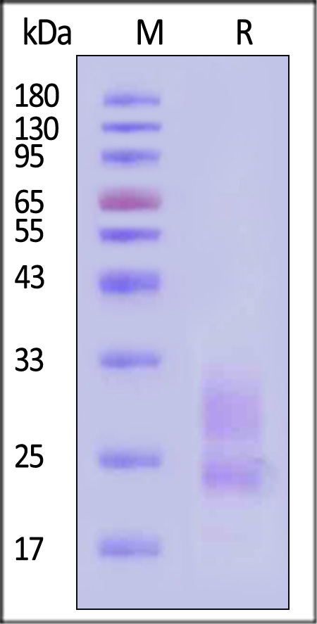 KL1-C82Q4-sds