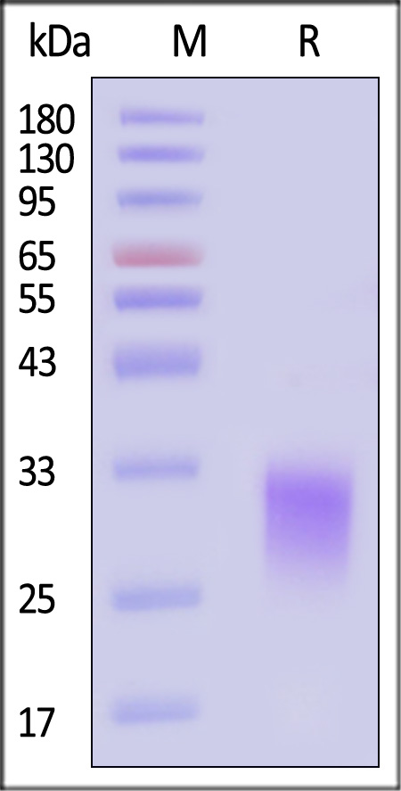 KR2-H82E8-sds