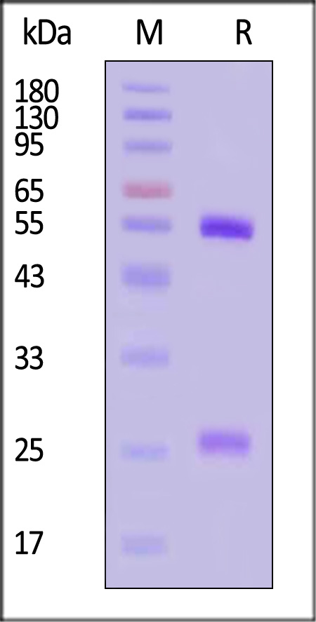 L1R SDS-PAGE