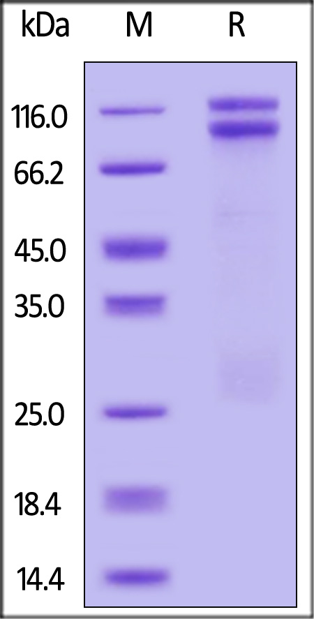 LDR-H5215-sds