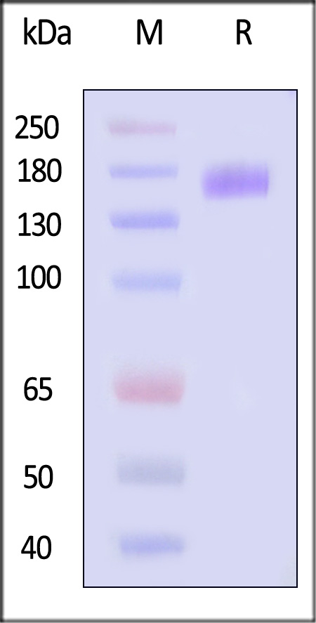 LIR-H4252-sds