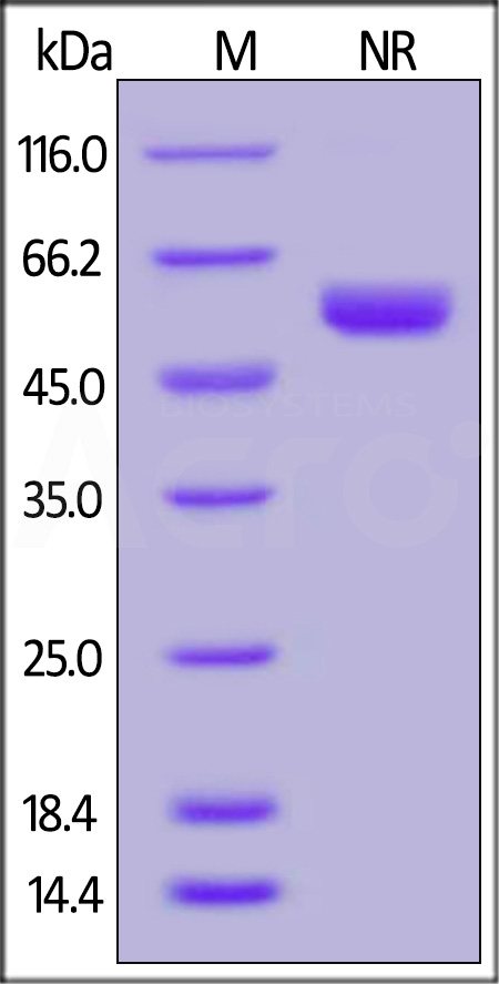 LIT-H5242-sds