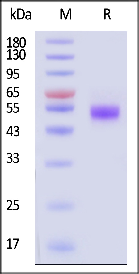 LIV-1 SDS-PAGE