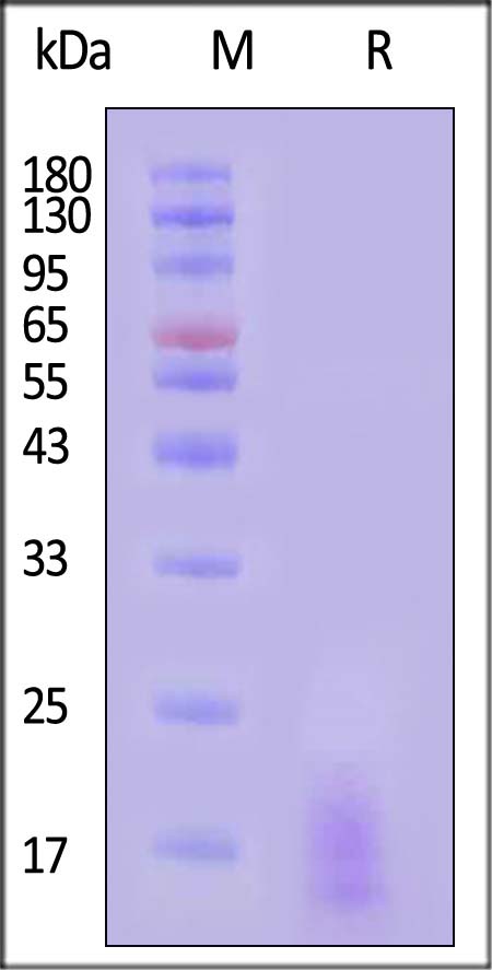 LYD-C5248-sds