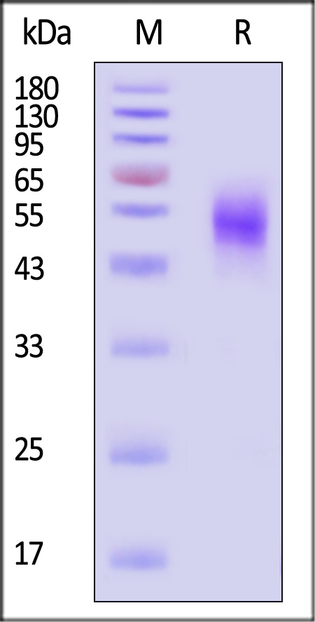 MIA-C52H5-sds