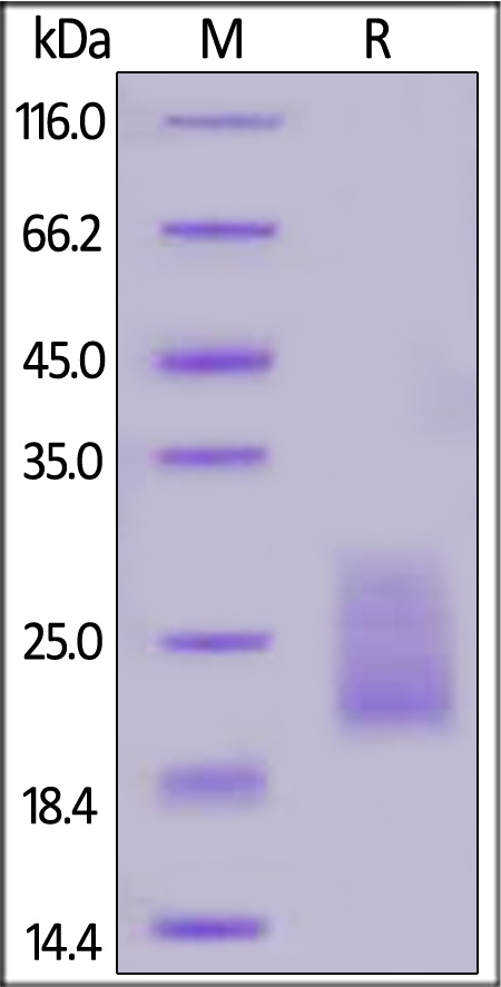 MII-H52H6-sds