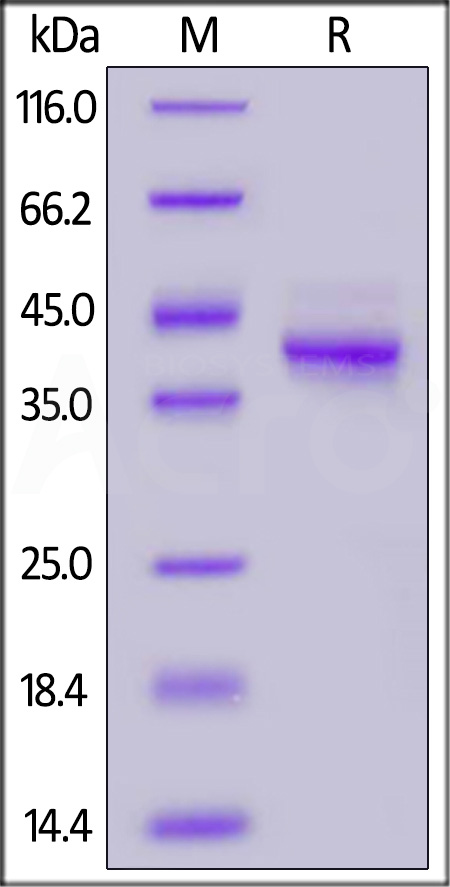 MU1-C5252-sds