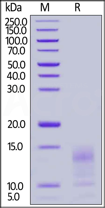 MU1-H52H5-sds