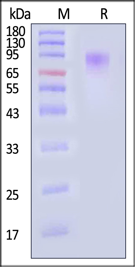 MU3-H52H3-sds