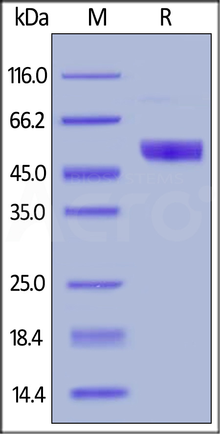 NC3-H5259-sds