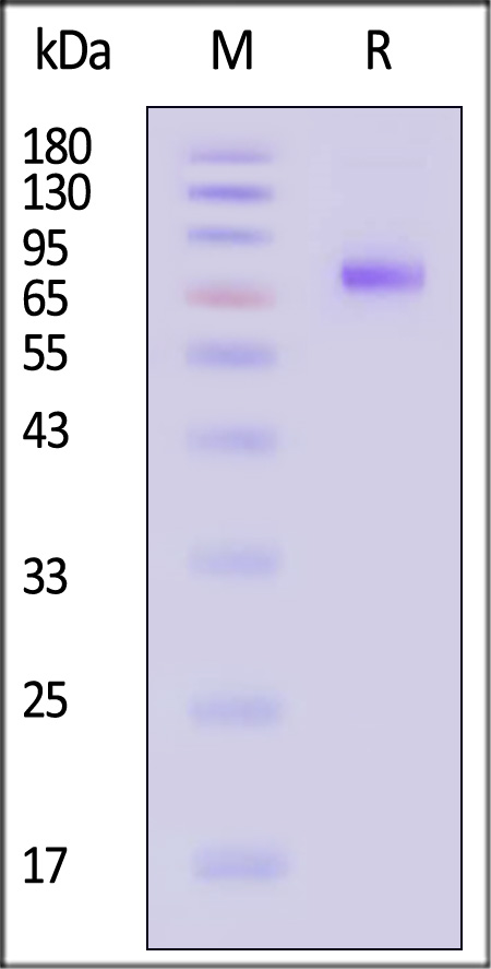 NE2-V5249-sds