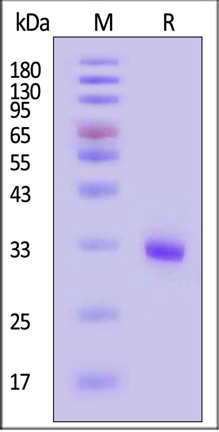 Nectin-4 SDS-PAGE