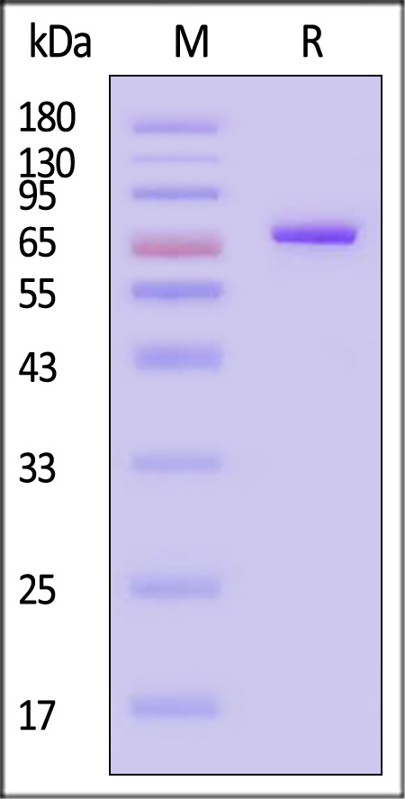 NE4-M82F5-sds