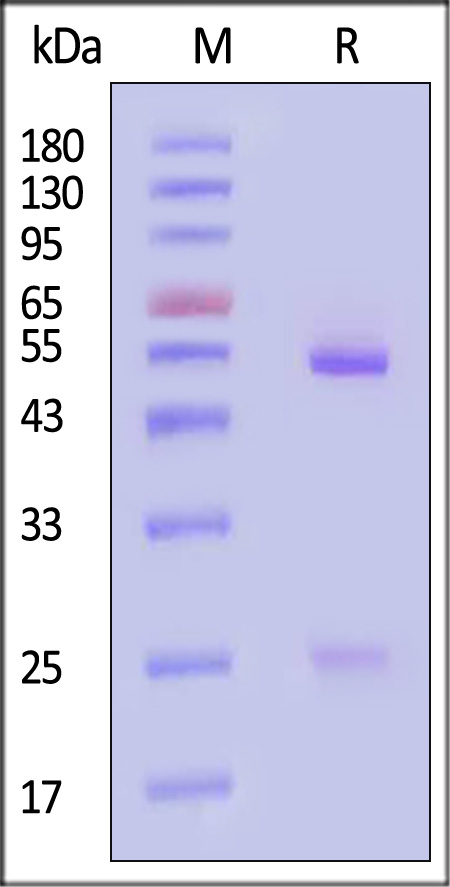 NEE-M697-sds