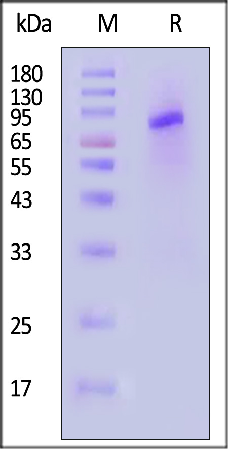 NEE-V5249-sds