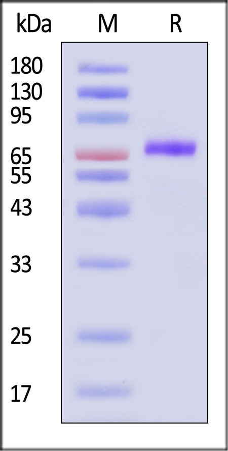 NEE-V524v-sds