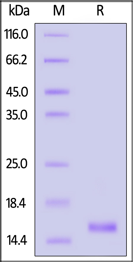 Neurogranin SDS-PAGE