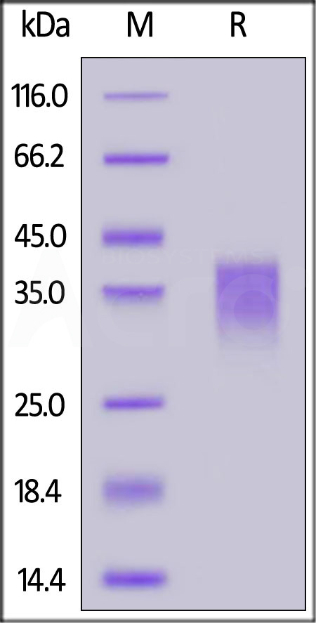 NKC-H5248-sds