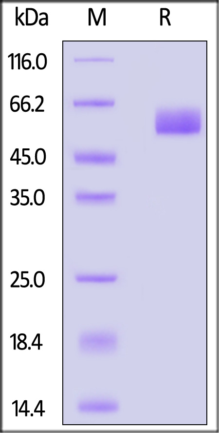 NPTX2 SDS-PAGE