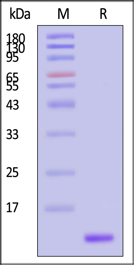 NT3-H5213-sds