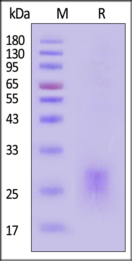 OXL-H52Q8-sds